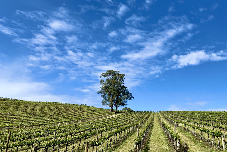Wide landscape photo of vineyard rows on a hillside under a blue sky with clouds